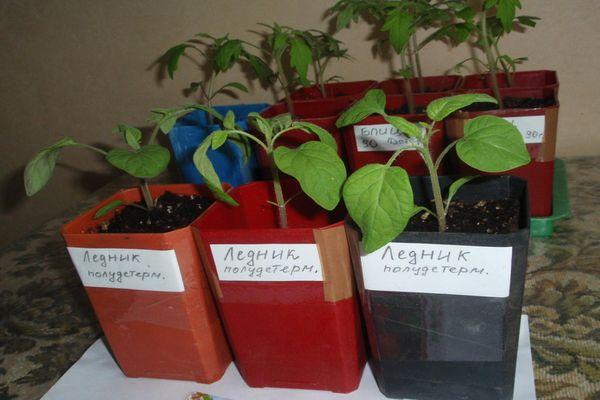 การปลูกมะเขือเทศ