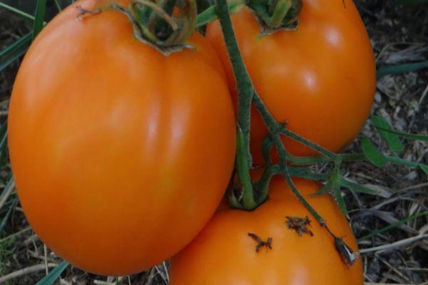 ผลมะเขือเทศ