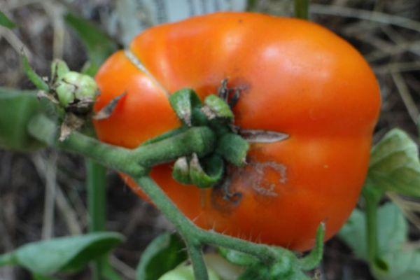 มะเขือเทศลูกใหญ่