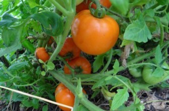 มะเขือเทศสีส้ม