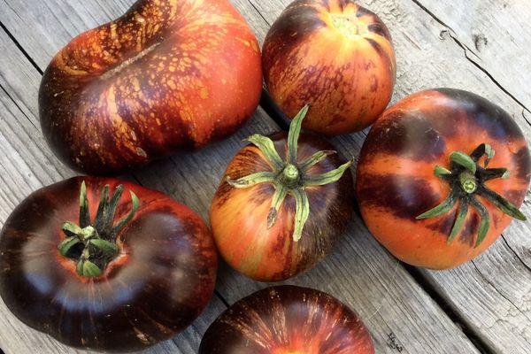 มะเขือเทศสุก