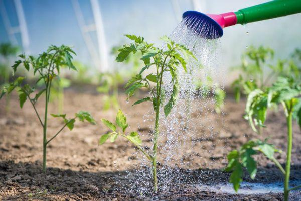 Arroser les tomates