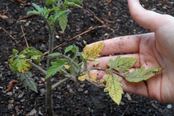 ต้นอ่อนเหลือง