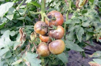 เชื้อราบนมะเขือเทศ