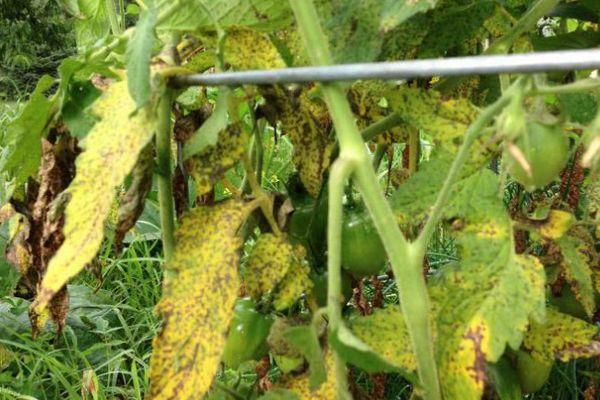 ป่วยด้วยปริมาณ