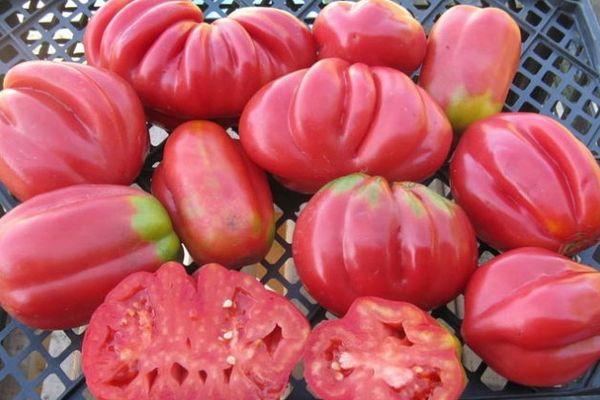 มะเขือเทศสุก