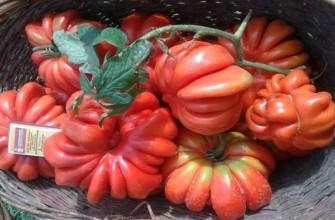 มะเขือเทศขนาดใหญ่