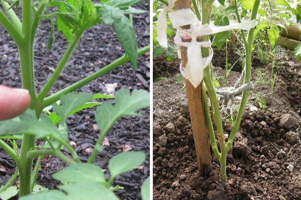 ก้านมะเขือเทศ