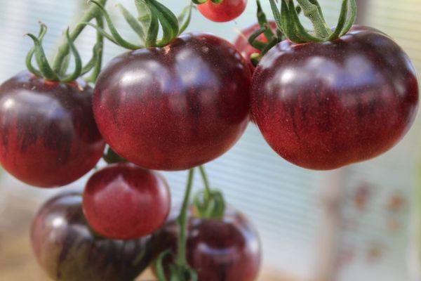 มะเขือเทศในเรือนกระจก