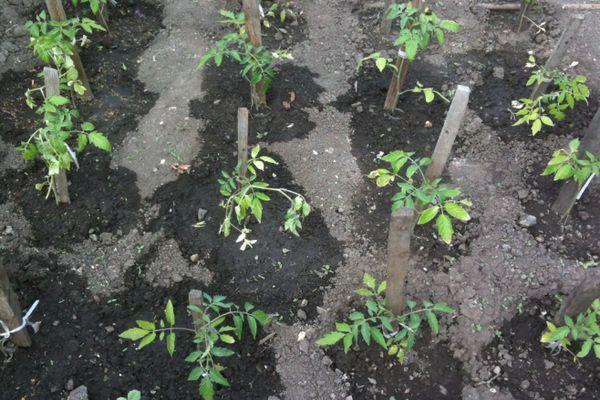 การรดน้ำมะเขือเทศ