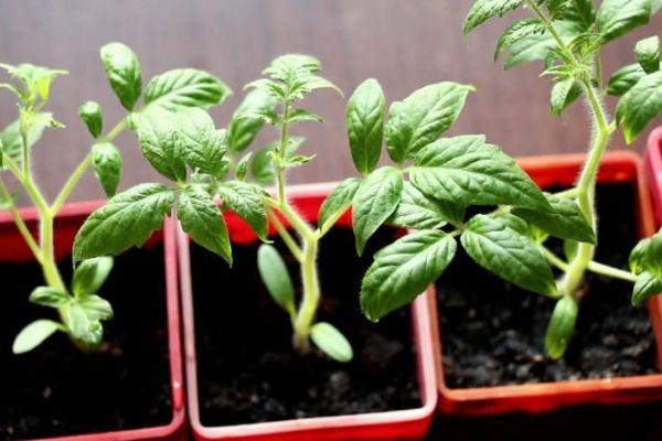 ต้นกล้ามะเขือเทศ