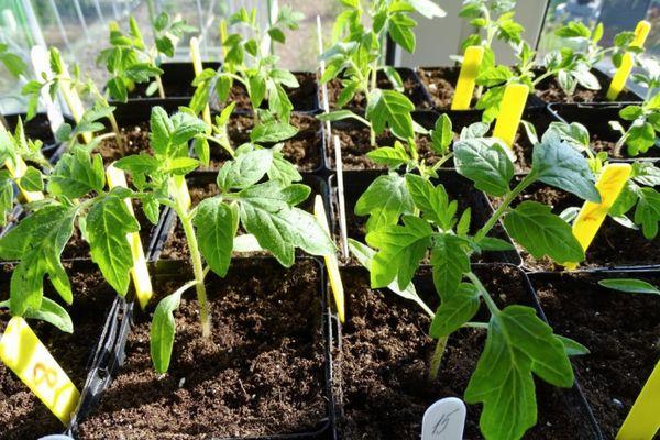 ถั่วงอกมะเขือเทศ