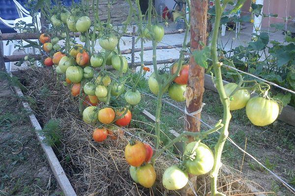 การปลูกมะเขือเทศ