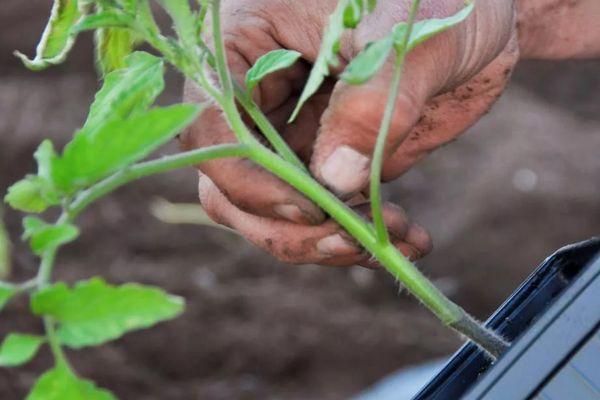 plants de tomates