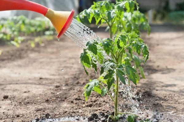 การรดน้ำมะเขือเทศ