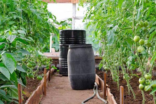 การปลูกมะเขือเทศ