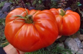 มะเขือเทศขนาดใหญ่