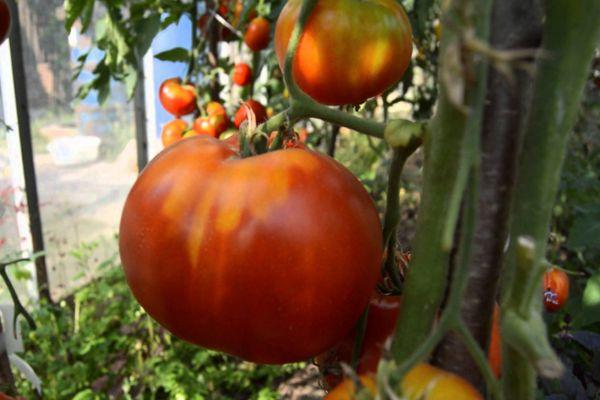 การปลูกมะเขือเทศ