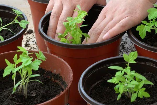 Description de la tomate 100 % F1, culture et avis des maraîchers
