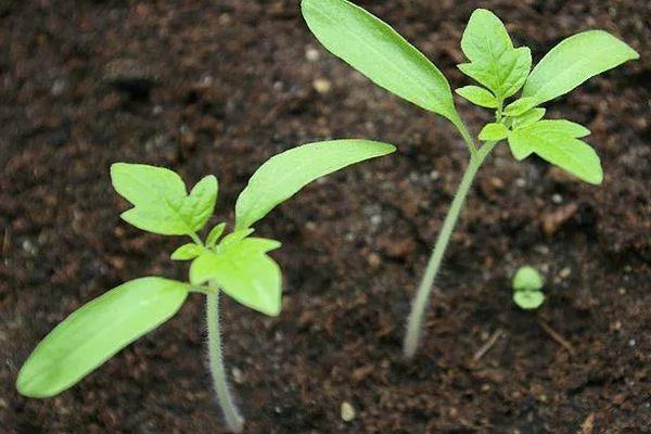 Pousses de tomates