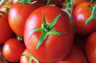 มะเขือเทศสุก