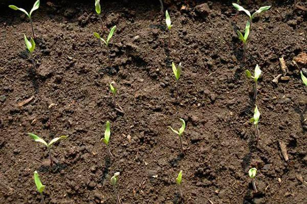 Germes à partir de graines