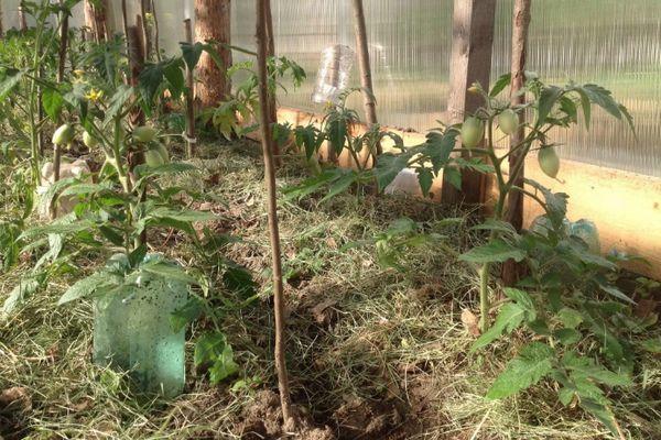 มะเขือเทศในเรือนกระจก