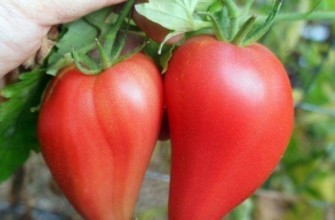 มะเขือเทศสองลูก