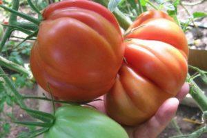 Description de la tomate Iceberg, caractéristiques et conseils de culture, avis