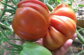 มะเขือเทศขนาดใหญ่