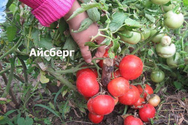 มะเขือเทศภูเขาน้ำแข็ง