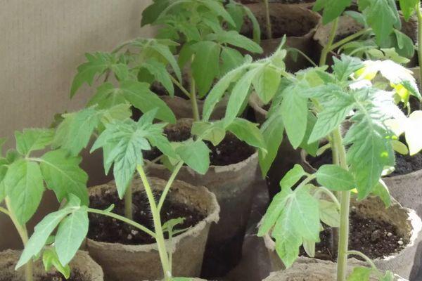 ต้นกล้ามะเขือเทศ