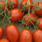 Aquarelle de tomates