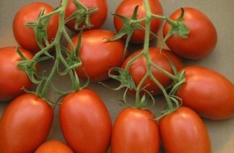 สีน้ำมะเขือเทศ