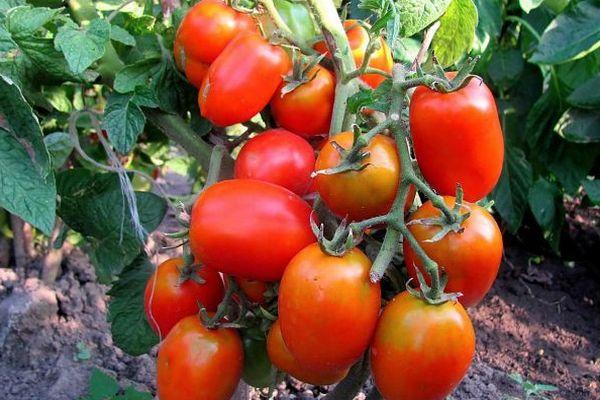 ต้นมะเขือเทศ