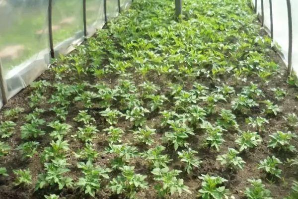 ต้นกล้าในดิน