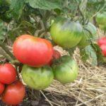 มะเขือเทศในเรือนกระจก