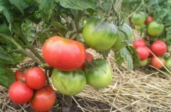 มะเขือเทศในเรือนกระจก