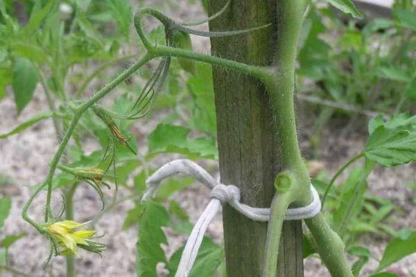 มะเขือเทศมัดไว้