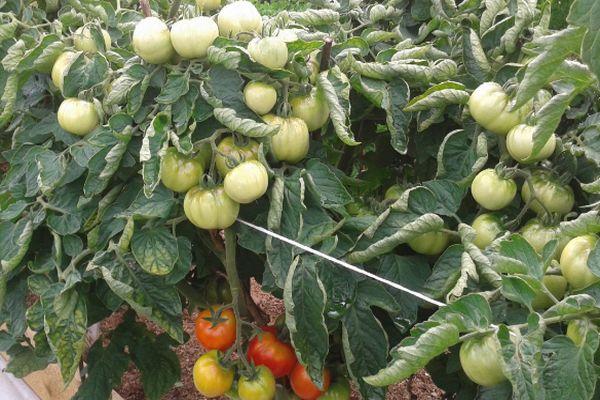 มะเขือเทศพันธุ์เตี้ย