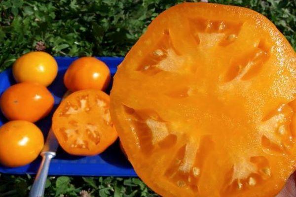 มะเขือเทศสีเหลือง