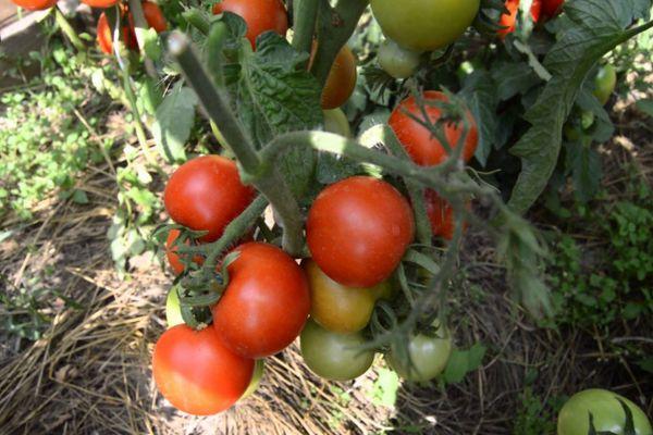 ต้นมะเขือเทศ