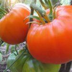 ต้นมะเขือเทศ