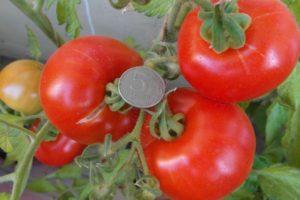 ลักษณะเด่นของมะเขือเทศอลาสก้าและลักษณะของผล