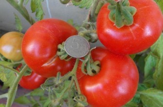 มะเขือเทศอลาสก้า