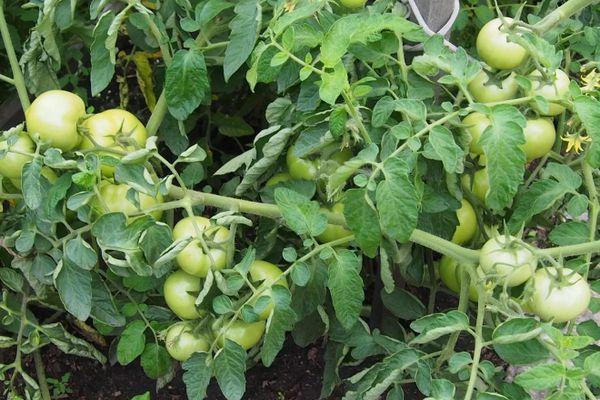 Tomates vertes