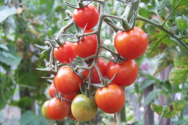 Description de la tomate Anastasia et culture de la variété hybride