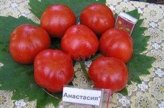 มะเขือเทศอนาสตาเซีย