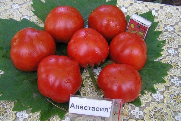 Tomates Anastasia