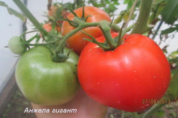 มะเขือเทศขนาดใหญ่